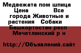 Медвежата пом шпица › Цена ­ 40 000 - Все города Животные и растения » Собаки   . Башкортостан респ.,Мечетлинский р-н